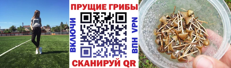 Галлюциногенные грибы ЛСД  Купить закладки  Сокол 
